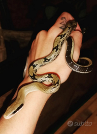 1.0 Orthriophis taeniurus yunnanensis CB '23