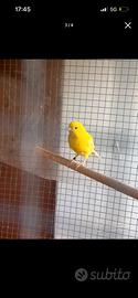 Canarino giallo intenso