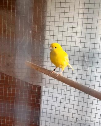 Canarino giallo intenso