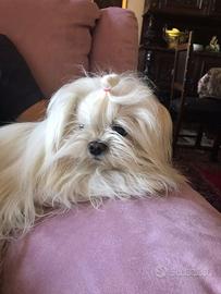 Femminuccia e maschietto maltesi coreani