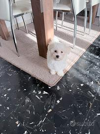 Cuccioli maltese maschio