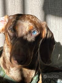 Monta Bassotto Arlecchino