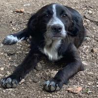 Cucciola in adozione