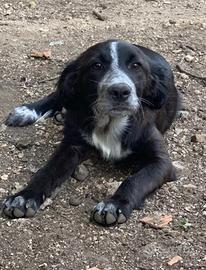 Cucciola in adozione