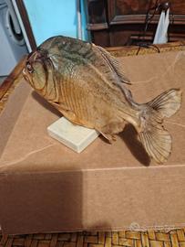 Piranha tassidermizato