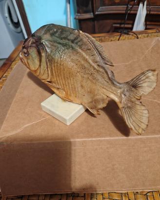 Piranha tassidermizato