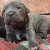 Cane corso cuccioli TOP