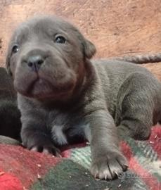 Cane corso cuccioli TOP