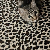 Gatta dolce e coccolona