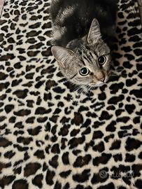 Gatta dolce e coccolona