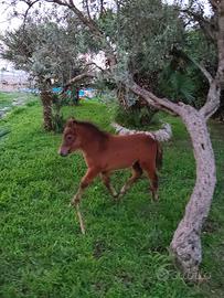Pony femmina