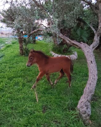 Pony femmina