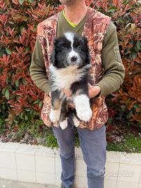 Cucciole di Pastore Australiano (Australian Aussie