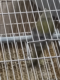 Verdoni maschi prezzo 40euro