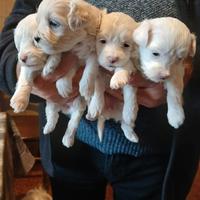 ? Cuccioli Maltese puri - pronti a breve