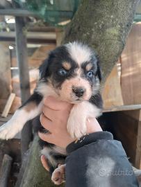 Cuccioli di pastore australiano