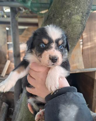 Cuccioli di pastore australiano