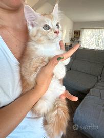 Maine coon cucciole femmine