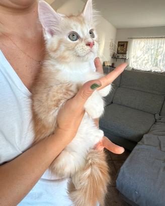 Maine coon cucciole femmine