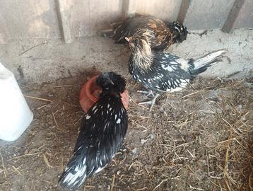 Mi miGalline Padovane