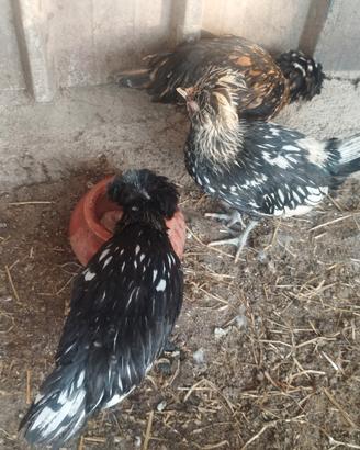 Mi miGalline Padovane