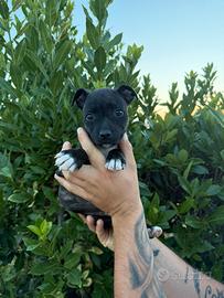 Staffordshire Bull Terrier