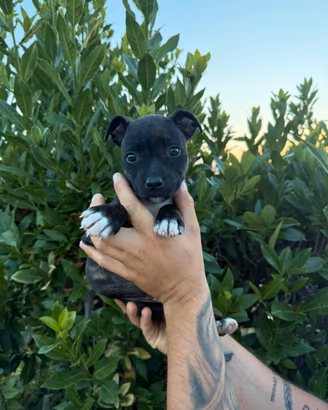 Staffordshire Bull Terrier