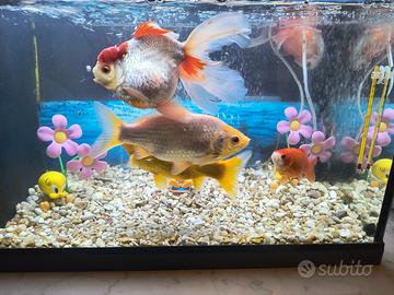 Acquario completo con pesci formato XXL