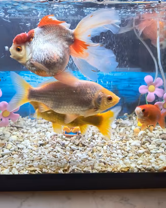 Acquario completo con pesci formato XXL