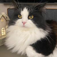 Gatto siberiano per monta