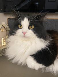 Gatto siberiano per monta