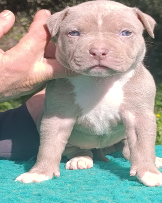 Pitbull