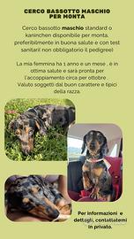 Bassotto femmina pronta per accoppiamento