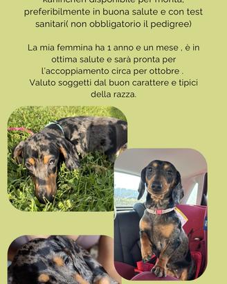 Bassotto femmina pronta per accoppiamento