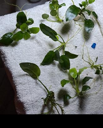 piante anubias per acquario 