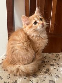 Gatti Siberiani