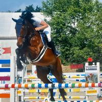 Cavallo da SALTO