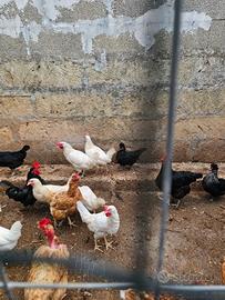 Galline