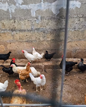 Galline