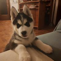 Husky siberian