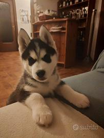 Husky siberian