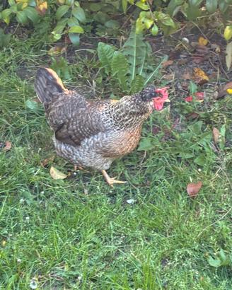 Gallina Legbar