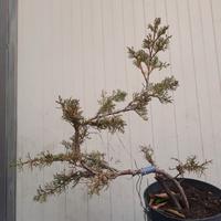 Bonsai cupressus sempevirens stile moyogi