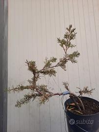 Bonsai cupressus sempevirens stile moyogi