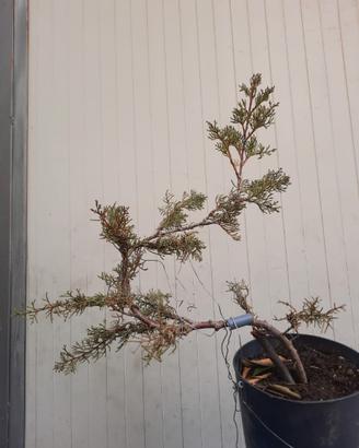 Bonsai cupressus sempevirens stile moyogi