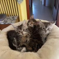 Cucciole Maine Coon