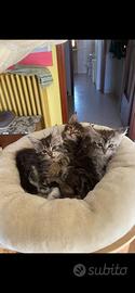 Cucciole Maine Coon