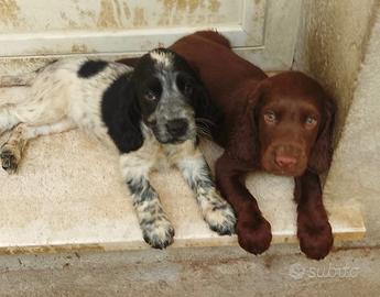Cocker Spaniel