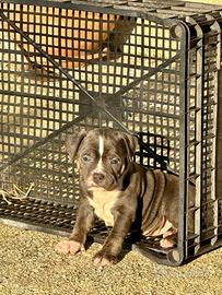 American Bully exotic pedigree abkc