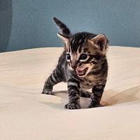 Cucciolo maschietto Bengala